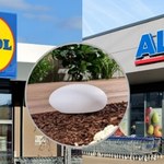 Hit do ogrodu i na taras już w Lidlu i Aldi! Klienci ruszą po te lampy