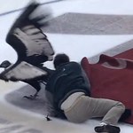 Hit internetu! Kondor tańczy na lodzie