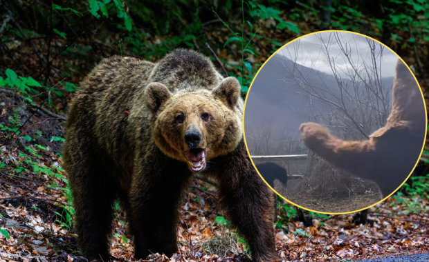 Hit internetu: Zobacz, jak odstraszyć niedźwiedzia z ogrodu