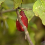 Hit w PRL-u, teraz wraca na stoły. Kiszony jest znany jako "polskie oliwki"