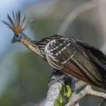 Hoacyn to żywa skamieniałość z Ameryki Południowej. Ten ptak naprawdę istnieje