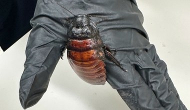 Hodował 100 tys. egzotycznych karaluchów. To największy gatunek