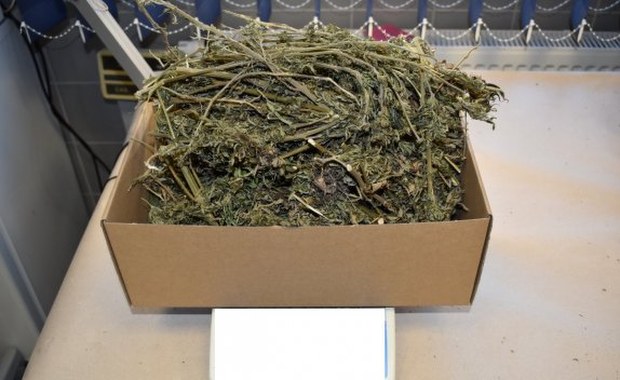 Hodował konopie indyjskie na parapecie. Areszt dla 30-latka