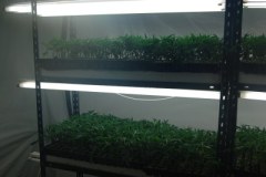 Hodowali konopie pod ziemią