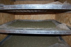 Hodowali konopie pod ziemią