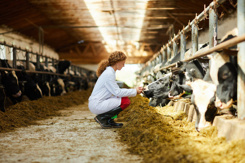 Hodowcy bydła walczą o rynkowy sukces /123RF/PICSEL