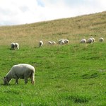 Hodowcy owiec z Podhala negocjują ceny jagnięciny z Włochami