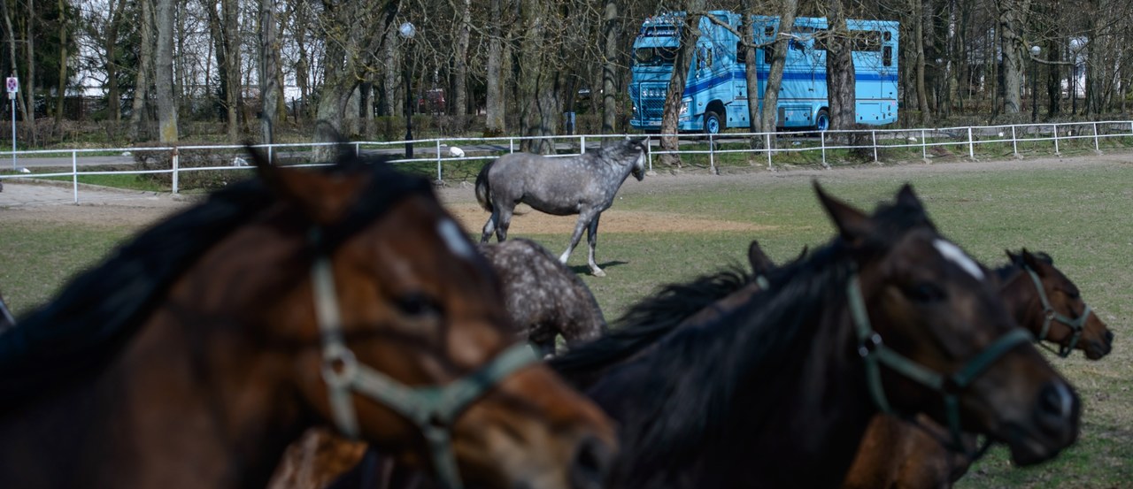 Hodowcy: Zmiany w stadninach godzą w podstawy polskiej hodowli koni arabskich