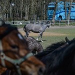 Hodowcy: Zmiany w stadninach godzą w podstawy polskiej hodowli koni arabskich