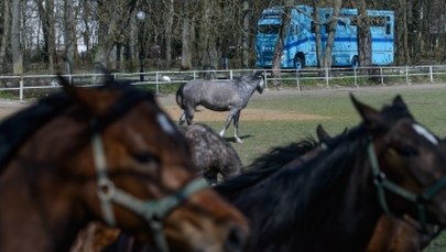 Hodowcy: Zmiany w stadninach godzą w podstawy polskiej hodowli koni arabskich