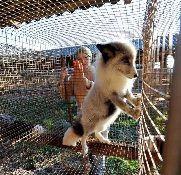 Hodowcy zwierząt futerkowych nie chcą ograniczeń dla swojego biznesu /AFP