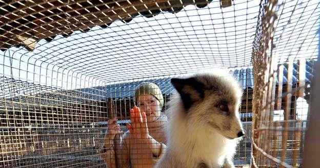 Hodowcy zwierząt futerkowych nie chcą ograniczeń dla swojego biznesu /AFP
