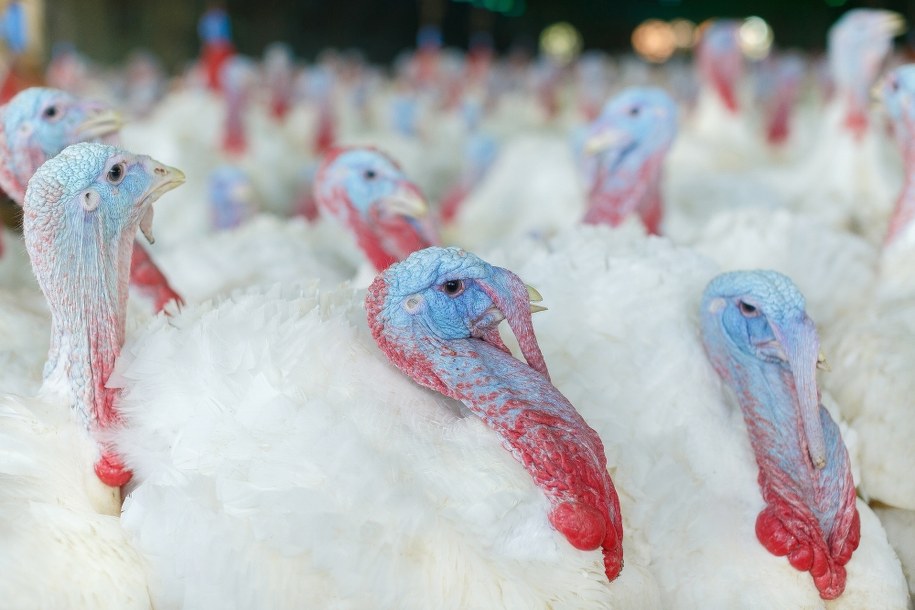 Hodowla indyków na zdjęciu ilustracyjnym /Shutterstock