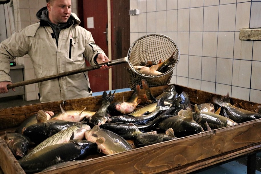 Hodowla karpii /Jacek Skóra /RMF FM