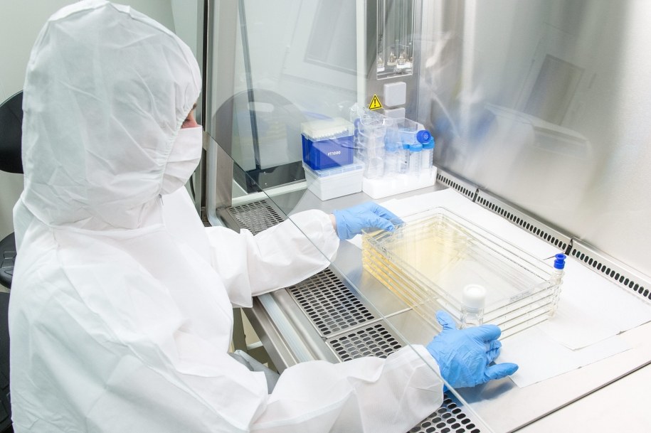 Hodowla komórek macierzystych w laboratorium we Wrocławiu /Maciej Kulczyński /PAP