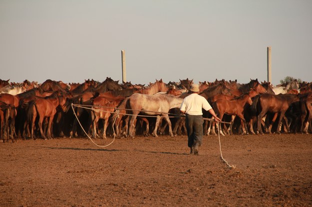 Hodowla koni w Kazachstanie /Ludovic ORLANDO / CAGT / CNRS Photothèque /Materiały prasowe