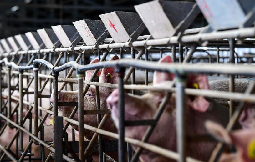 Hodowla świń w Argentynie. /RONALDO SCHEMIDT / AFP /AFP