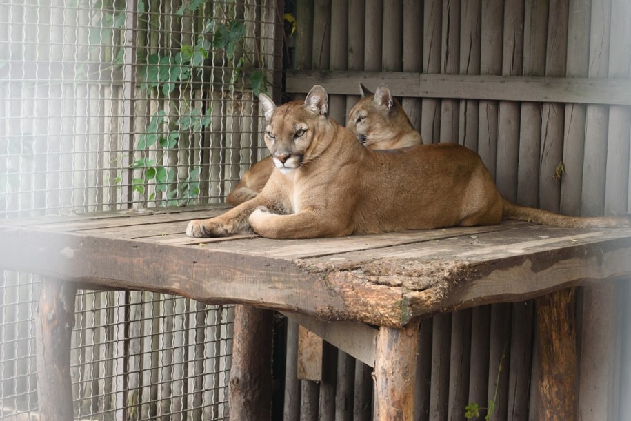 Hodowla w Pyszącej na zdj. z 2017 r. /	Jakub Kaczmarczyk   /PAP