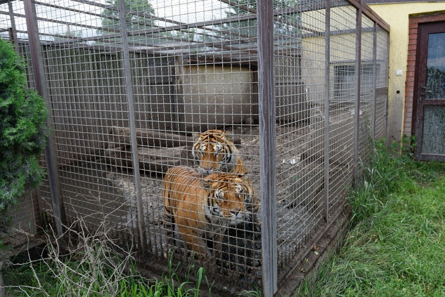 Hodowla w Pyszącej na zdjęciu z 2017 r. /Jakub Kaczmarczyk /PAP
