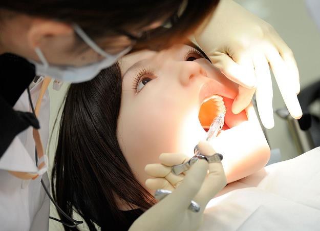 Hodowla zębów z komórek macierzystych /AFP