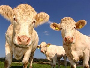 Hodowla zwierząt. Cierpienie napędzające zmianę klimatu