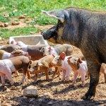 Hodowla zwierząt zmieniła lasy. Stały się mniej różnorodne