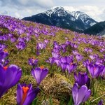 "Hokus krokus". Akcja Tatrzańskiego Parku Narodowego