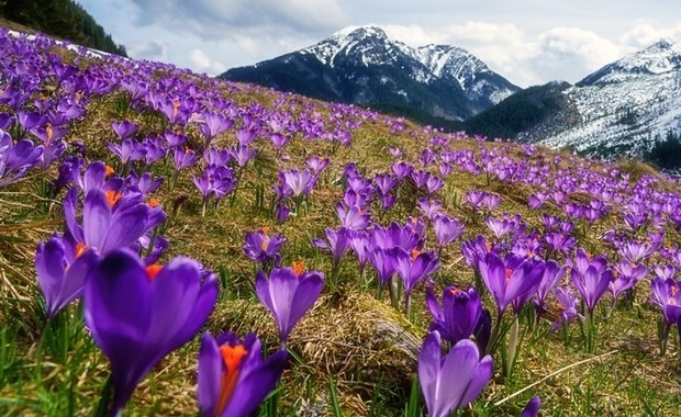 "Hokus krokus". Akcja Tatrzańskiego Parku Narodowego