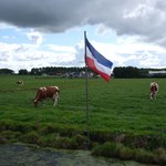Holandia chce spełnić unijne wymagania. Rolnicy wściekli