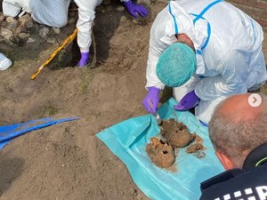 Holandia: Makabryczne odkrycie w ogródku. Dokonały go... króliki