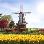 Holandia najpopularniejszym kierunkiem wiosennych podróży. Kraj przyciąga turystów