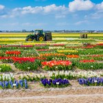 Holandia: Zagrożone zbiory kwiatów, warzyw i owoców z powodu braku pracowników
