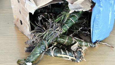 Holender próbował wwieźć do Polski dwie walizki khatu