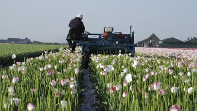 Holenderscy pracodawcy: Coraz trudniej znaleźć Polaków do pracy