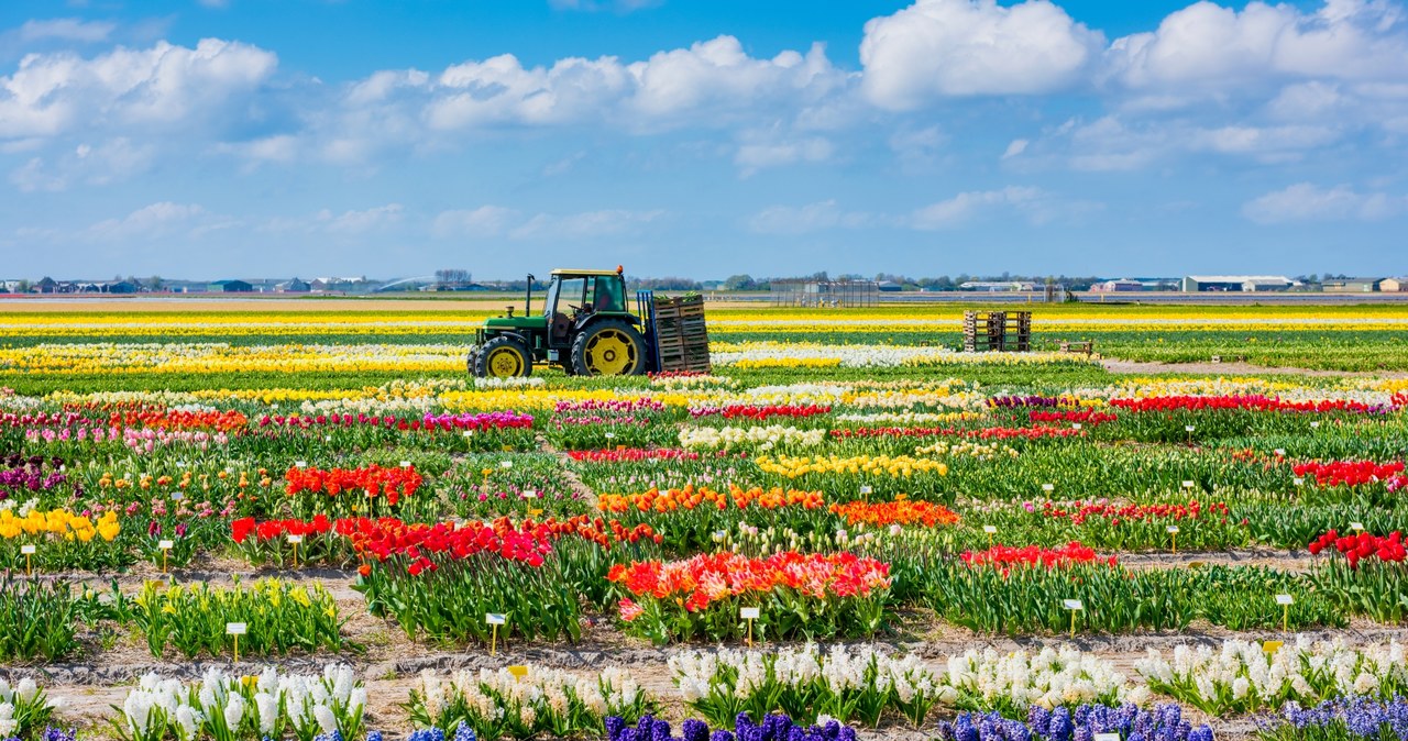 Holenderscy rolnicy i ogrodnicy podejmują szereg działań, aby przyciągnąć nowych pracowników /123RF/PICSEL