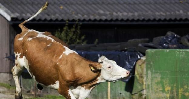 Holenderskich hodowców martwi nowy wirus, który atakuje dorosłe bydło /AFP