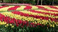 Holenderskie tulipany nie do zobaczenia