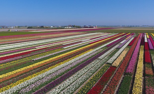 Holenderskie tulipany o polskich imionach. 2 maja chrzest nowej odmiany