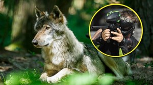 Holendrzy będą mogli strzelać do wilków z broni do paintballa