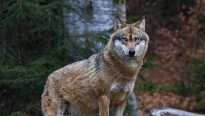 Holendrzy będą strzelać do wilków kulkami z farbą