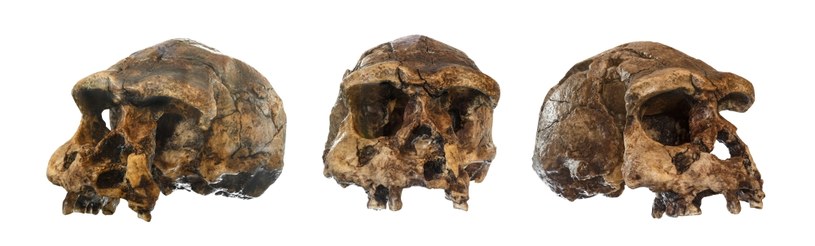 Homo erectus /123RF/PICSEL
