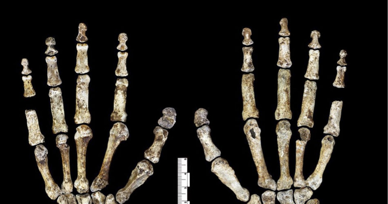 Homo naledi jednak najprawdopodobniej nie chował swoich zmarłych /Lee Roger Berger research team /Wikimedia