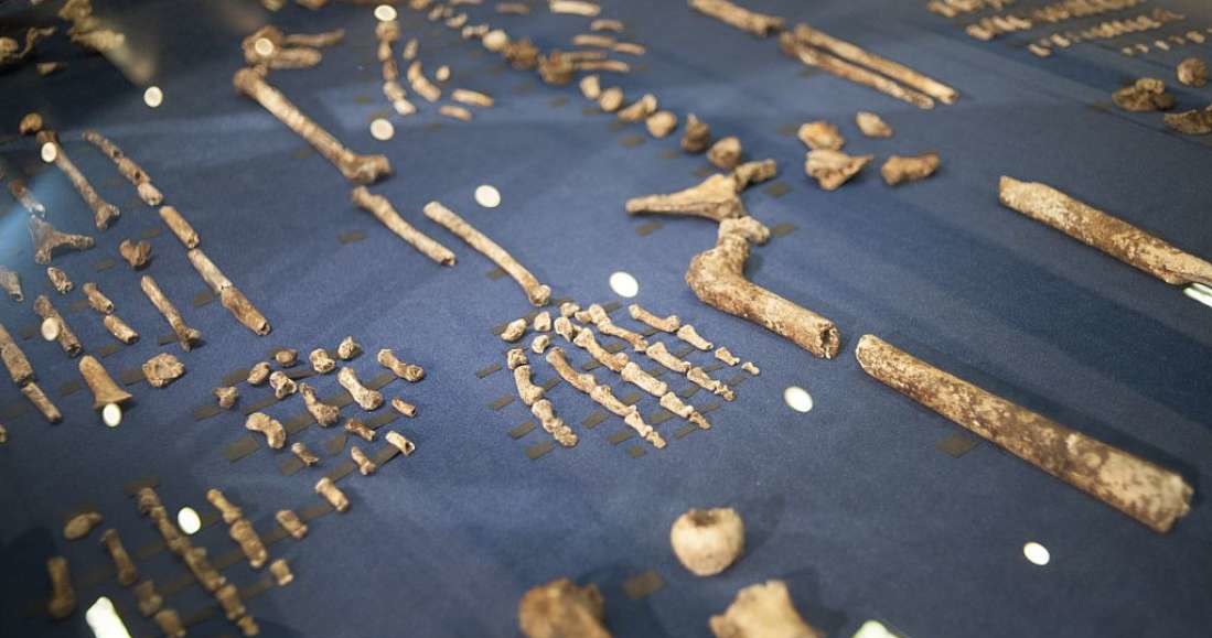 Homo naledi liczy tylko 250 000 lat /materiały prasowe