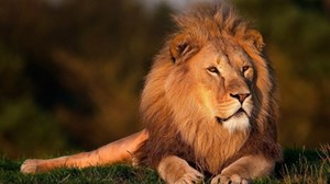 Homoseksualizm jest czymś naturalnym? Oto zwierzęta, które tak uważają