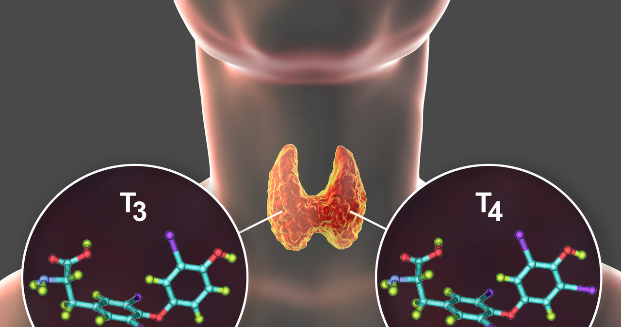 Hormony tarczycy odgrywają dużą rolę w okresie rozrodczym kobiety, która planuje ciążę lub już w niej jest /123RF/PICSEL