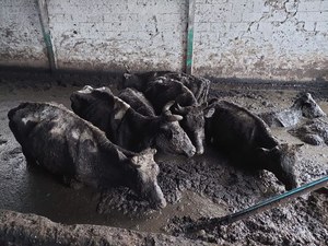 Horror krów we wsi Kwik. Zwierzęta pływały w odchodach. Obok leżały martwe krowy