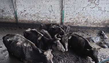 Horror krów we wsi Kwik. Zwierzęta pływały w odchodach