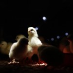 kurczak Horror na szwedzkiej fermie kurczaków. Śledztwo pokazuje europejski problem