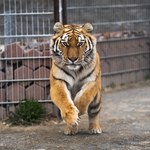 ​Horror w zoo. Opiekun tygrysa zapomniał zamknąć drzwi klatki