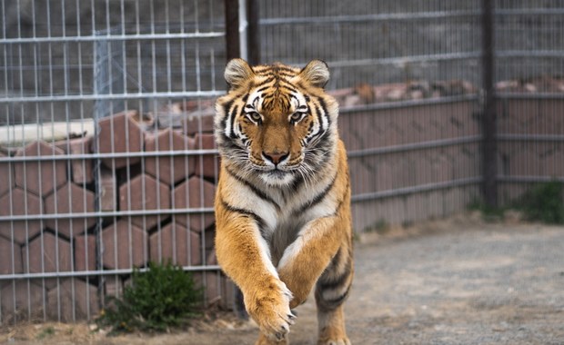 ​Horror w zoo. Opiekun tygrysa zapomniał zamknąć drzwi klatki